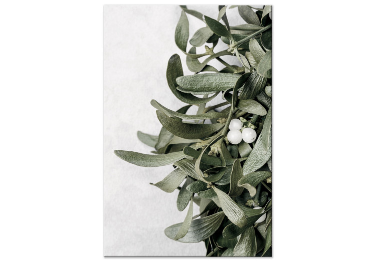Canvas Mistletoe leaves - winter, botanical photography on white background