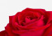 Leinwandbild La rose 55228 additionalThumb 5