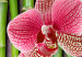 Obraz Bambus i orchidea 58828 additionalThumb 4