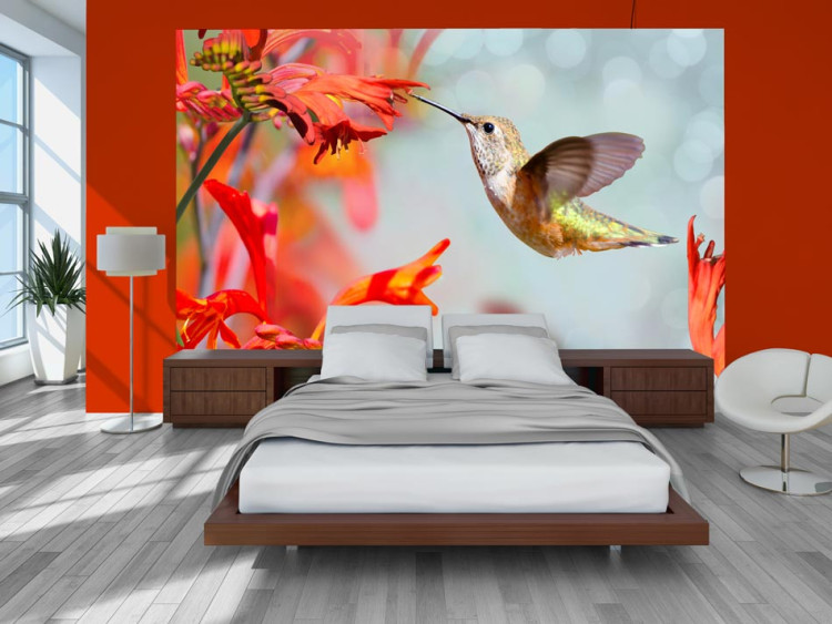 Fototapeta Lot kolibra - ptak koliber spożywający nektar z czerwonego kwiatu 61328