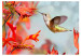 Fototapeta Lot kolibra - ptak koliber spożywający nektar z czerwonego kwiatu 61328 additionalThumb 1