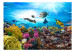 Fotomural Coral reef 61728 additionalThumb 1