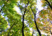 Obraz Spacer po lesie (4-częściowy) 125638 additionalThumb 4