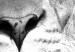 Obraz Lew w odcieniach szarości - czteroczęściowy, afrykański pejzaż 127238 additionalThumb 4