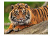 Wall Mural Majesty of Nature - Peaceful lying orange Sumatran tiger 61338 additionalThumb 1