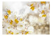 Fototapeta Natura - motyw biało-żółtych kwiatów lilii w delikatnym blasku słońca 88838 additionalThumb 1
