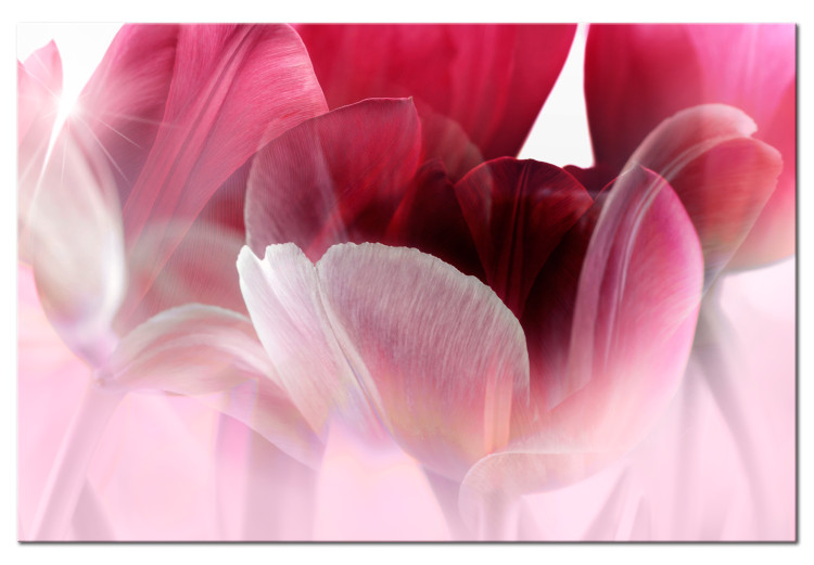 Obraz Natura: Różowe tulipany 98038