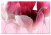 Obraz Natura: Różowe tulipany 98038