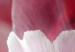Obraz Natura: Różowe tulipany 98038 additionalThumb 5