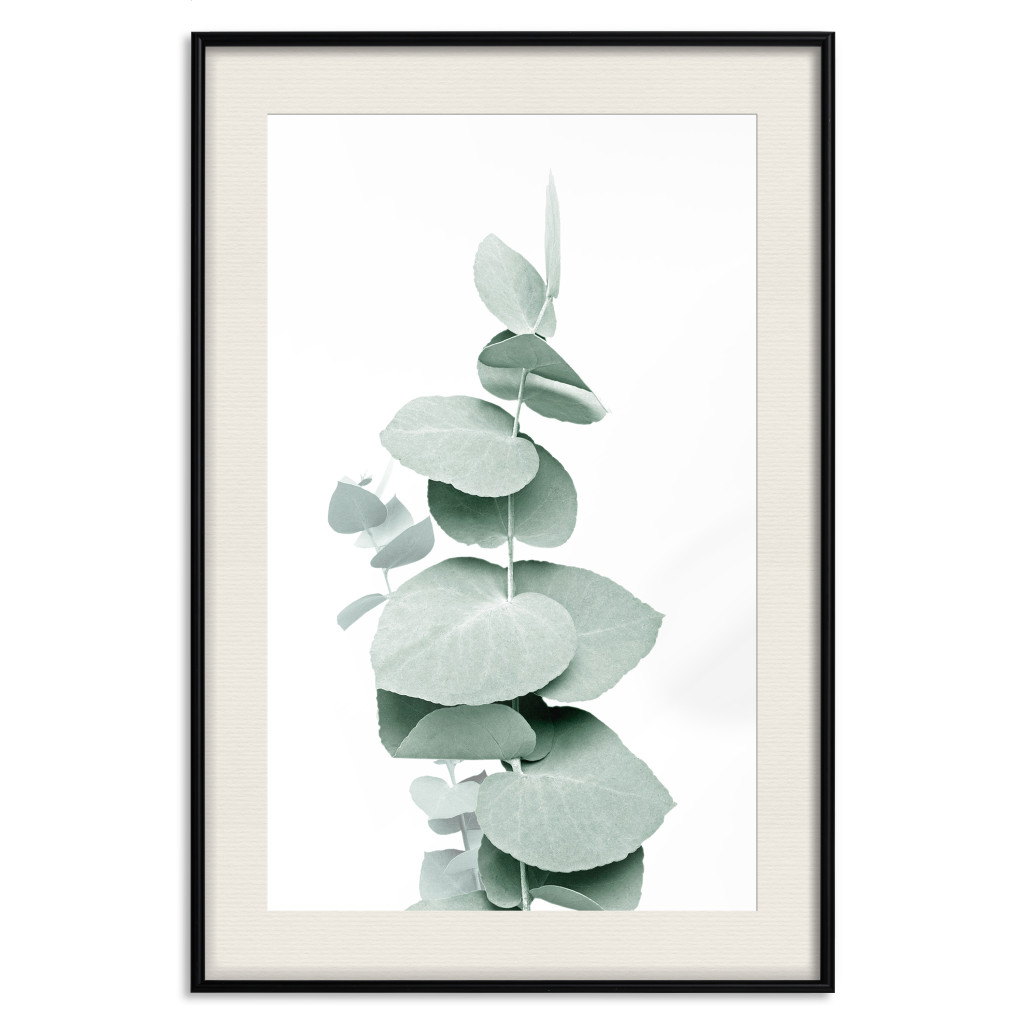 Muur Posters Eucalyptus - Green Branch Of A Plant On A White Background