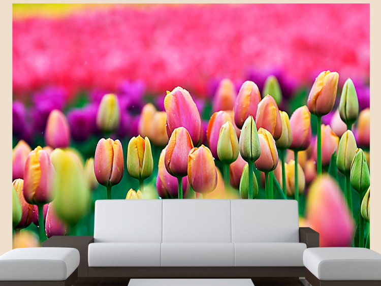 Wall Mural Field of Tulips - Landscape Depicting Colourful Tulip Flowers 60348