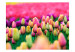Wall Mural Field of Tulips - Landscape Depicting Colourful Tulip Flowers 60348 additionalThumb 1