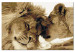 Paint by Number Kit Lions In Love 107158 additionalThumb 6