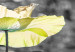 Tavla Gula vallmor på en grå äng - 5 delar foto med gula blommor 123058 additionalThumb 5