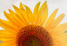 Canvas Print Sunflower Quartet (4 Parts) 124358 additionalThumb 4