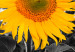 Canvas Print Sunflower Quartet (4 Parts) 124358 additionalThumb 5