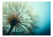 Fotomural Fascínio Azul - close-up de flores de dente-de-leão em um fundo desfocado 74558 additionalThumb 1