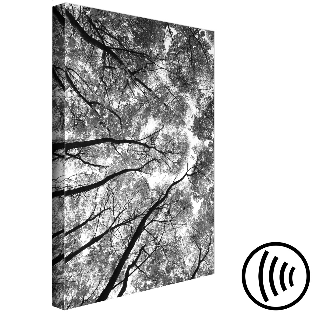 Obraz Korony Drzew - Czarno-biała Fotografia Na Las, Drzewa I Niebo