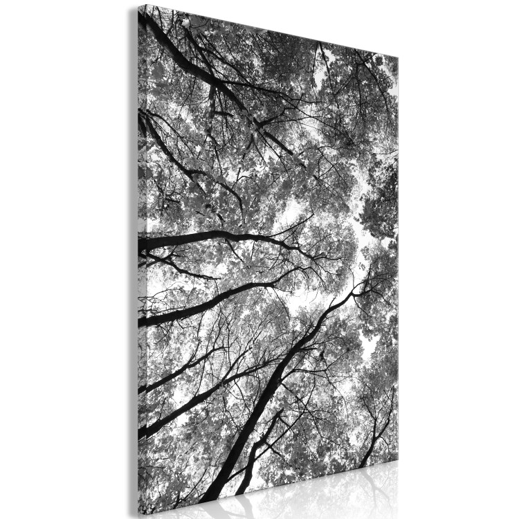 Obraz Korony drzew - czarno-biała fotografia na las, drzewa i niebo 123468 additionalImage 2