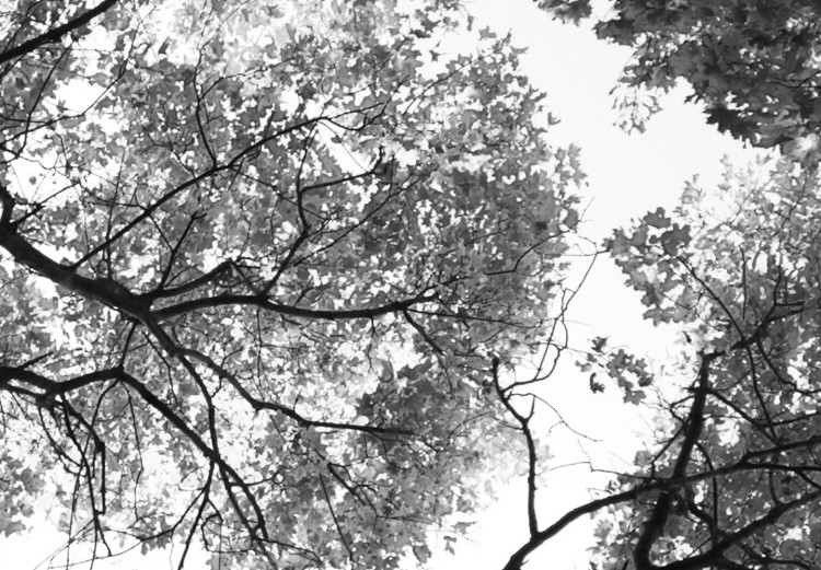 Obraz Korony drzew - czarno-biała fotografia na las, drzewa i niebo 123468 additionalImage 4