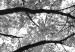 Obraz Korony drzew - czarno-biała fotografia na las, drzewa i niebo 123468 additionalThumb 5