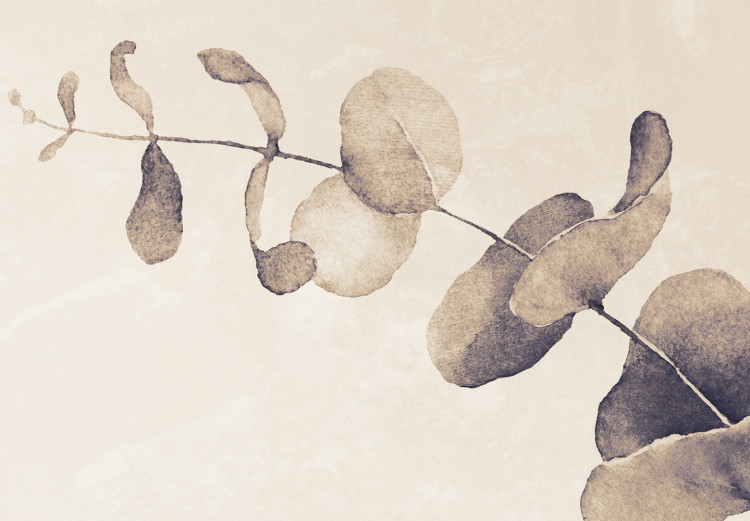 Fototapeta Beżowe liście eukaliptusa – kompozycja z motywem roślinnym 138568 additionalImage 3