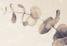 Fototapeta Beżowe liście eukaliptusa – kompozycja z motywem roślinnym 138568 additionalThumb 3