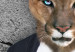 Cuadro redondos moderno Puma Man - Fawn Mountain Cat on a Concrete Background 148768 additionalThumb 4