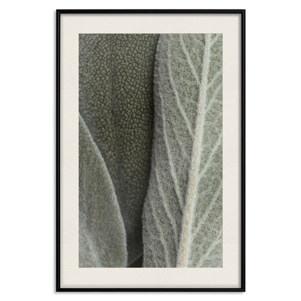 Muur Posters Sage Plant - Close-up Of Rough Leaves