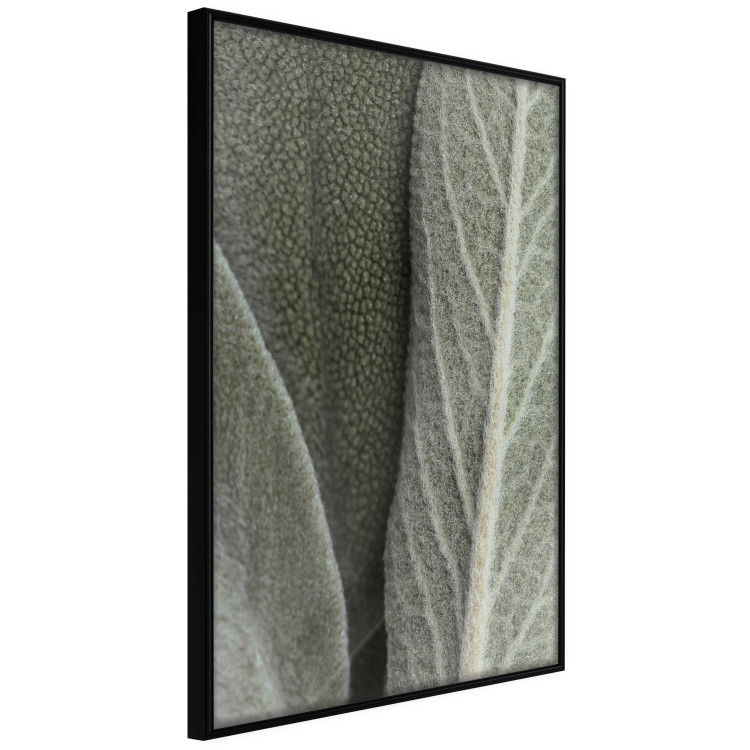 Wall Poster Sage Plant - Close-up of Rough Leaves 150068 additionalImage 5