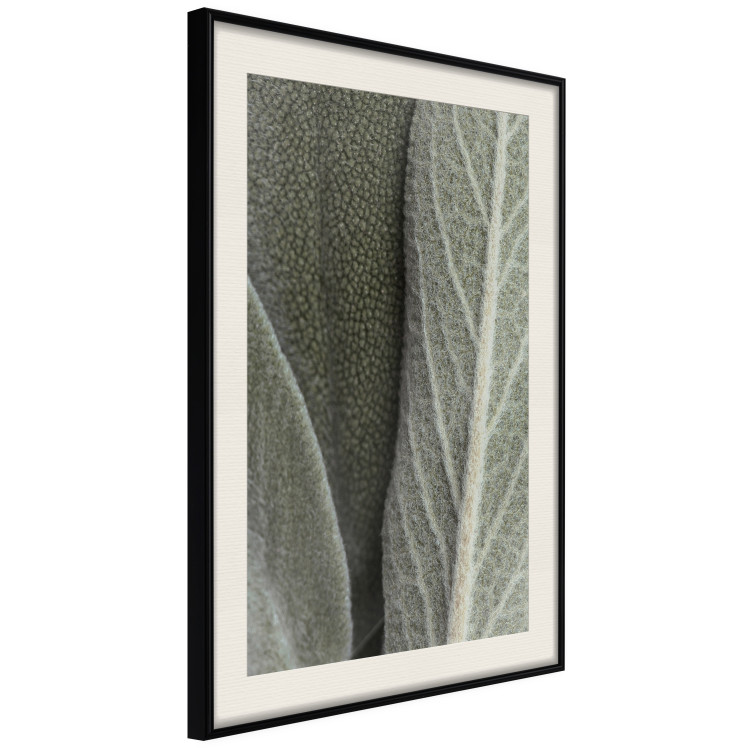 Wall Poster Sage Plant - Close-up of Rough Leaves 150068 additionalImage 9