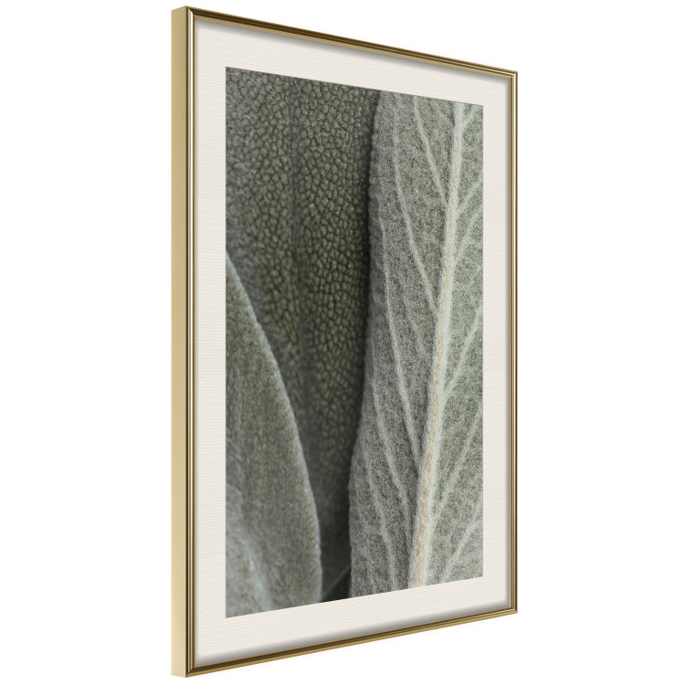 Wall Poster Sage Plant - Close-up of Rough Leaves 150068 additionalImage 14