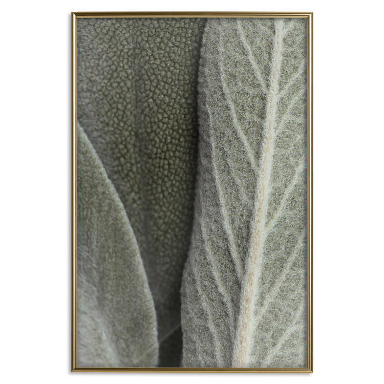 Wall Poster Sage Plant - Close-up of Rough Leaves 150068 additionalImage 23