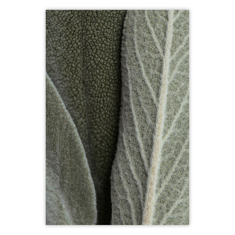 Wall Poster Sage Plant - Close-up of Rough Leaves 150068