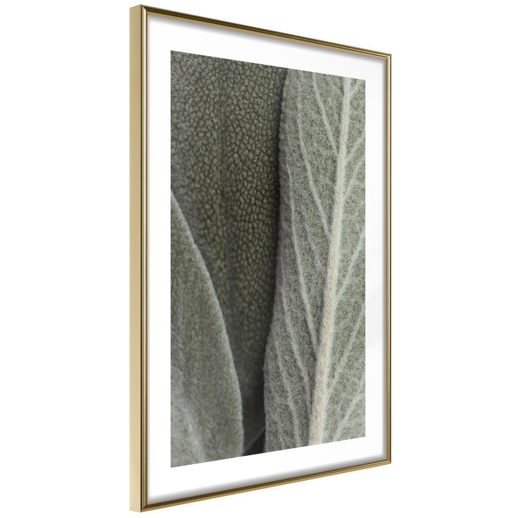 Wall Poster Sage Plant - Close-up of Rough Leaves 150068 additionalImage 8