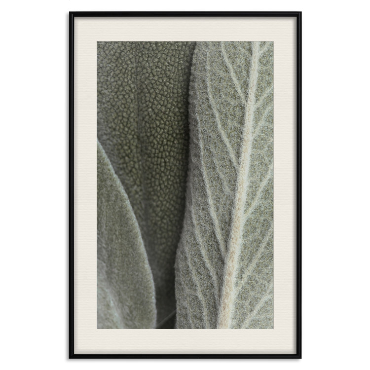 Wall Poster Sage Plant - Close-up of Rough Leaves 150068 additionalImage 26