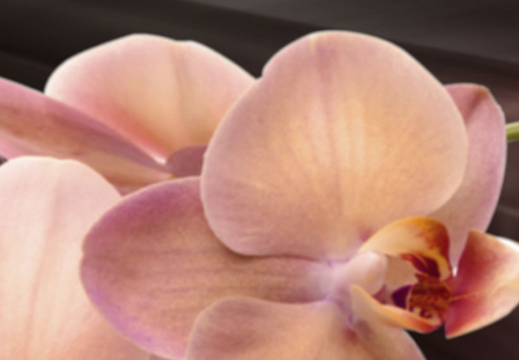 Quadro contemporaneo Orchidea rosa su sfondo scuro 55568 additionalImage 4