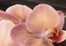 Quadro contemporaneo Orchidea rosa su sfondo scuro 55568 additionalThumb 4