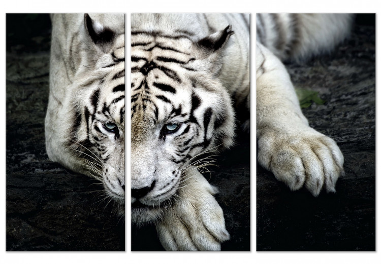 Canvas Calm tiger - triptych with a lying tiger on a black background