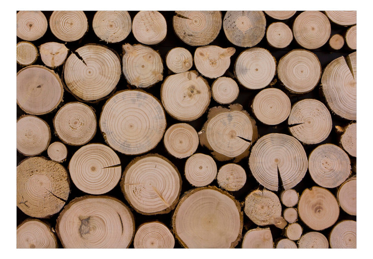 Fototapeta Świeże drewno - stos drzewa po wyrębie z widocznymi słojami 149878 additionalImage 1