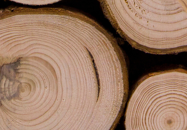 Fototapeta Świeże drewno - stos drzewa po wyrębie z widocznymi słojami 149878 additionalImage 4