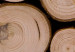 Fototapeta Świeże drewno - stos drzewa po wyrębie z widocznymi słojami 149878 additionalThumb 4