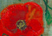 Reprodukcja obrazu Butterflies and Poppies 52578 additionalThumb 3