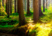 Carta da parati Marvelous Forest 97978 additionalThumb 3