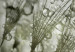 Acrylic Print Glowing Dandelions - Green [Glass] 150588 additionalThumb 5