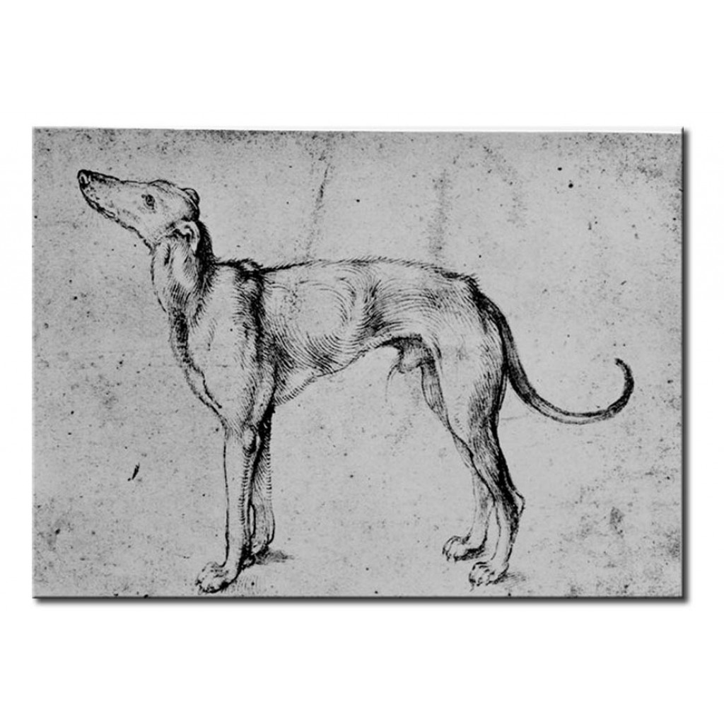 Schilderij  Albrecht Dürer: Greyhound