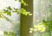 Obraz Promień światła pośród drzew 58588 additionalThumb 4