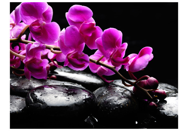 Fototapeta Chwila relaksu - kwiaty orchidee na kamieniach zen na czarnym tle 60188 additionalImage 1
