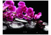 Fototapeta Chwila relaksu - kwiaty orchidee na kamieniach zen na czarnym tle 60188 additionalThumb 1