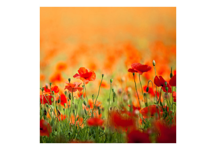 Wall Mural Poppies on a Sunny Summer Day - Summer Landscape with Flowers in the Center 60388 additionalImage 1